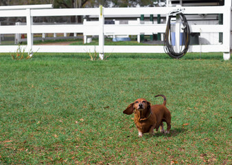Farm Dog / Dachshund in the grass