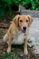 Young Golden Retriever Pup