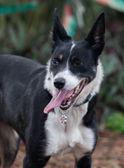 Portrait of a Border Collie 