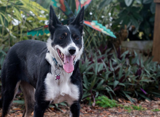 Portrait of a Border Collie 