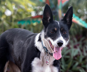 Portrait of a Border Collie 