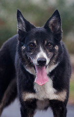 Portrait of a Senior  Border Collie 