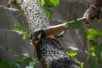 Man cuts a tree brunch