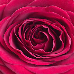 Macro photo of red rose. Closeup rose petals.