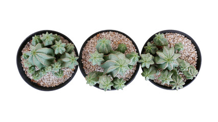 Top view of three small potted cactus succulent Tanzanian Zipper plant (Euphorbia anoplia) the chunky green stemless succulent with similar look of a cactus isolated on white, clipping path included.