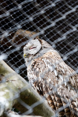 bird, wildlife, portrait, wild, animal, predator, head, background, owl, feather, isolated, beak, watching, closeup, looking, face, nature, natural, eye, yellow, one, white, vertebrate, brown, barn, i