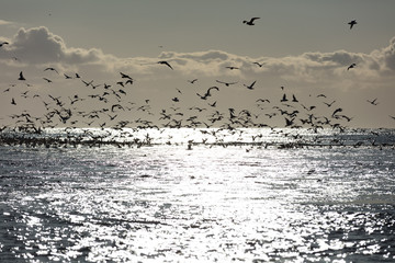 Vögel an der Gletscherlagune Jökulsárlón in Island