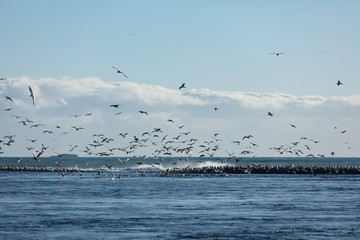 Vögel an der Gletscherlagune Jökulsárlón in Island