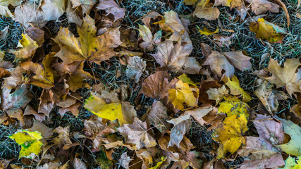 Herbstlaub auf dem Boden