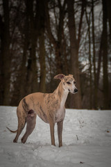 Beginner take photo of whippet