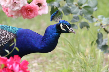 Naklejka premium Pfau