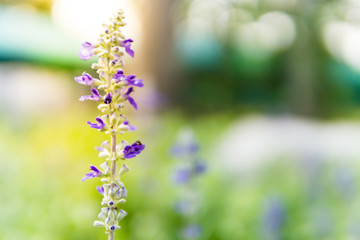Wildflower field with Bluebonnet