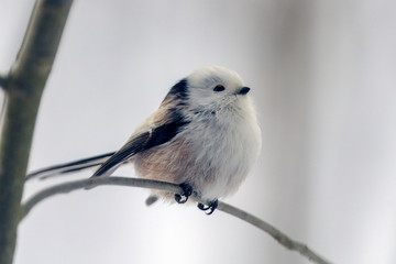 Long-tailed tit