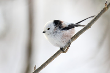 Long-tailed tit