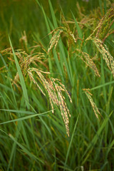 Oryza sativa