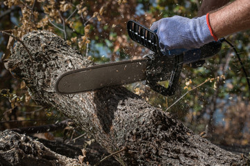 Man cuts trunk with an electric saw