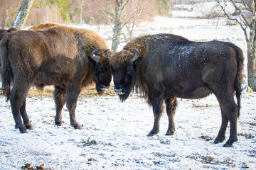 Buffalo standing on snow covered ground