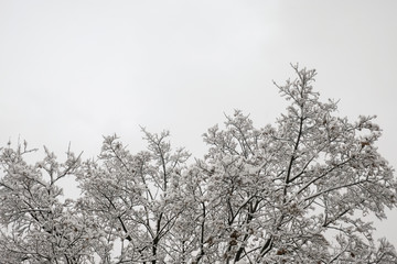 trees branches covered by the snow, minimalist picture.
