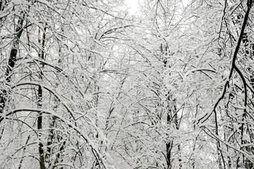trees branches covered by the snow, minimalist picture.
