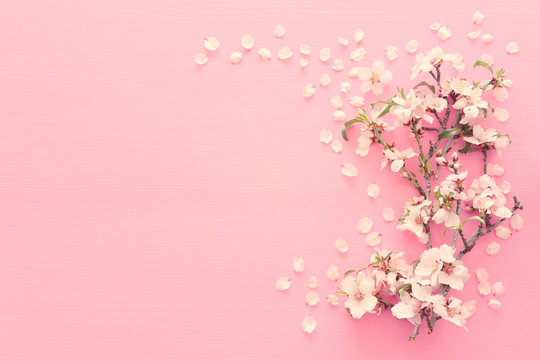 photo of spring white cherry blossom tree on pastel pink wooden background. View from above, flat lay