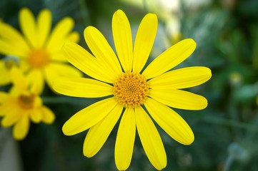 Yellow margarida flower