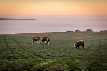 Beautiful mist over valley at sunrise with cows in field