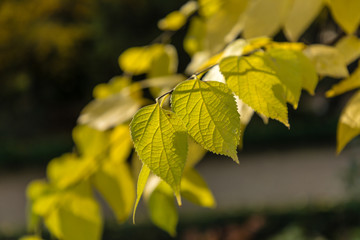 leaves with autumn colors