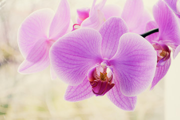 Beautiful Orchid flowers Close up Selective focus
