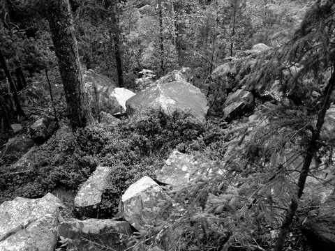 stone and spruce on the path in the forest in the Carpat.