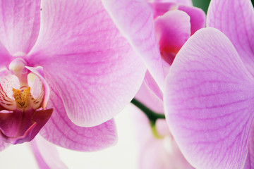 Fototapeta na wymiar Beautiful Orchid flowers Close up Selective focus Natural abstract background