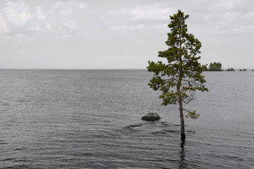 Alone tree in the river during the spring high water