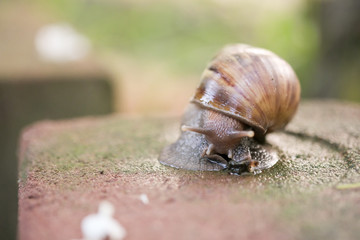 Big snail Crawling on the floor