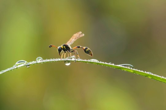 Yellowjacket wasp on a plant, west Borneo, Indonesia