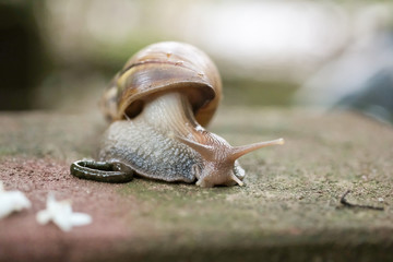 Big snail Crawling on the floor