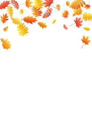 Oak, maple, wild ash rowan leaves vector, autumn foliage on white background.