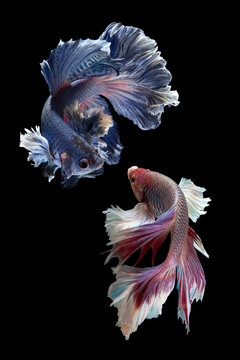 Close up of two betta fish