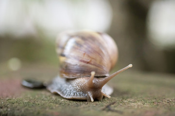 Big snail Crawling on the floor