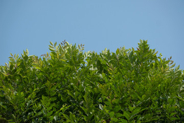 Beautiful leaves and flowers