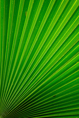 Obraz premium Texture of Green palm Leaf