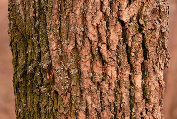 Baumrinde einer Eiche