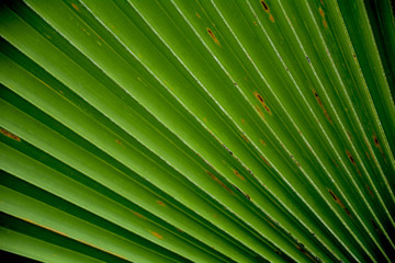 Abstract image of green palm leaf for background.