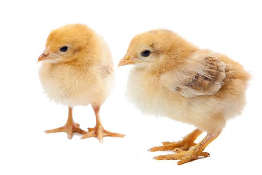 two small newborn chicken isolated