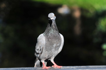 Feral pigeon (Columba livia domestica) also called city doves, city pigeons, or street pigeons...
