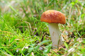 Closeup of red-capped scaber stalk (Leccinum aurantiacum) Fungi, mushroom in the grass and sun.