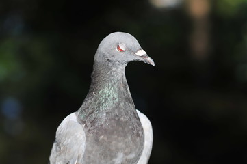 Feral pigeon (Columba livia domestica) also called city doves, city pigeons, or street pigeons resting in a garden in Czestochowa, Poland.