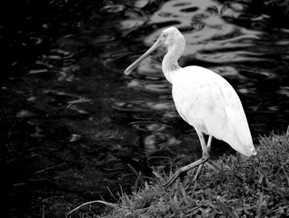 Spoonbill bird in the wild by the water's edge Florida, USA
