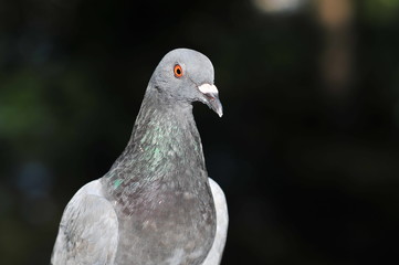 Feral pigeon (Columba livia domestica) also called city doves, city pigeons, or street pigeons resting in a garden in Czestochowa, Poland.