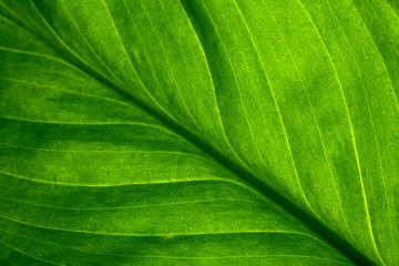 Abstract green striped nature background, vintage tone. green textured leaf of the plant. natural eco background.