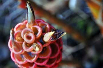 Blooming Maracas