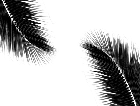palm coconut leaves on white background © sema_srinouljan